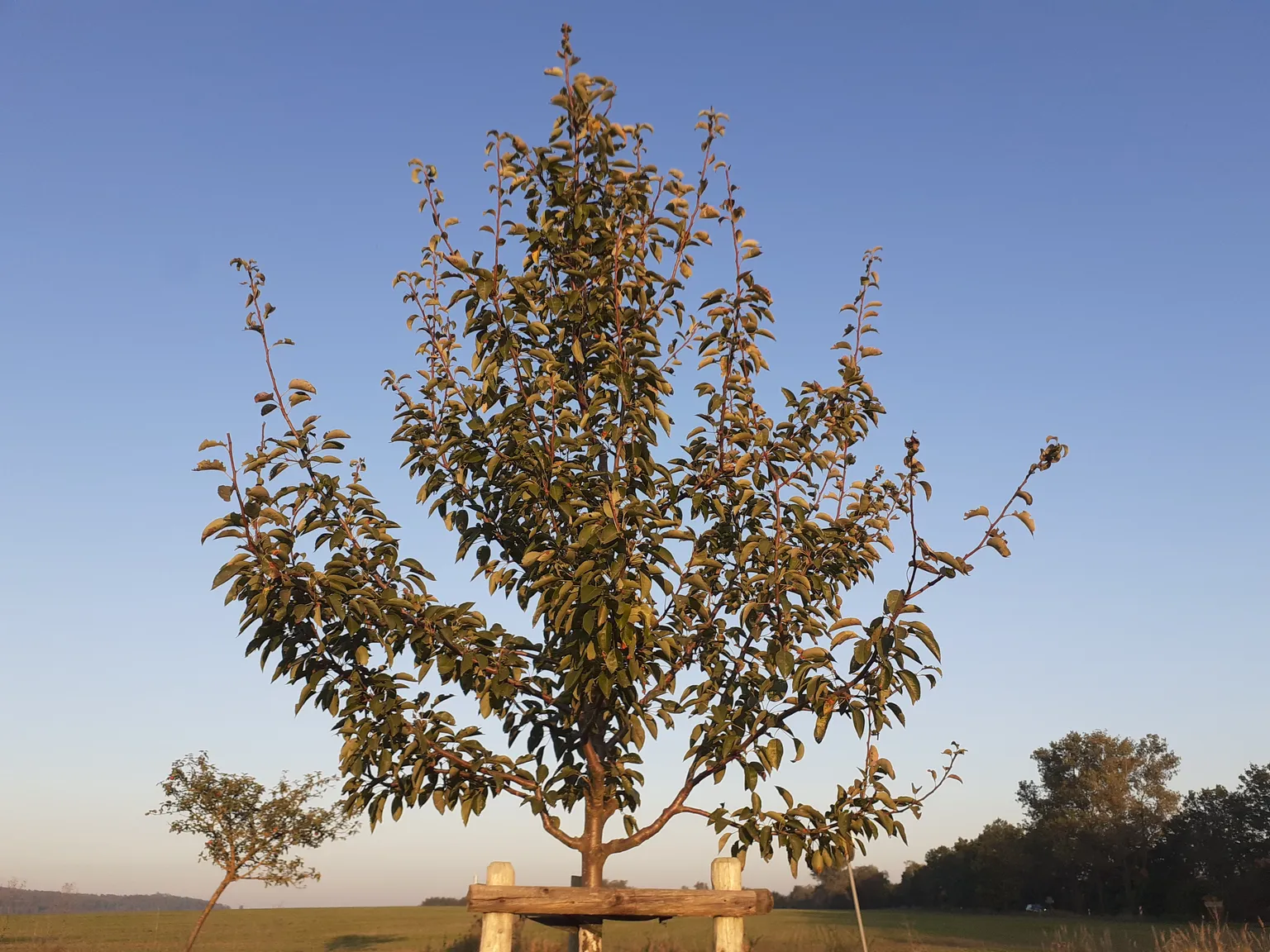Jungbaum