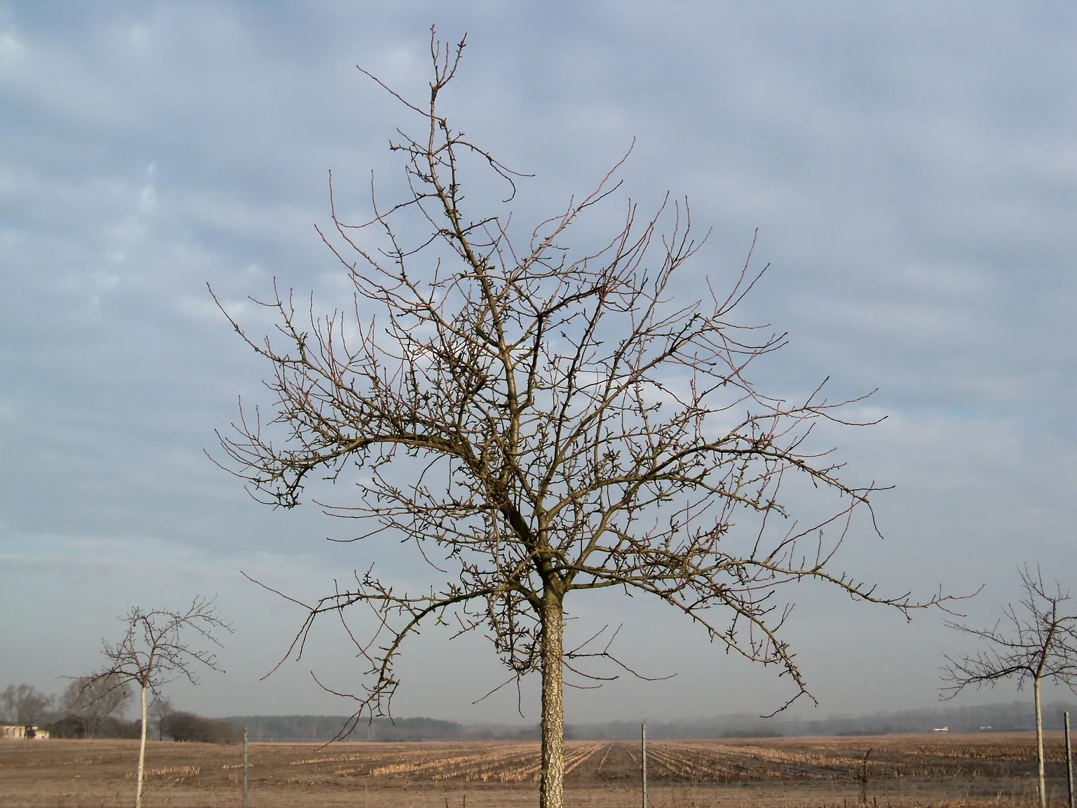 Ungepflegter junger Apfelbaum